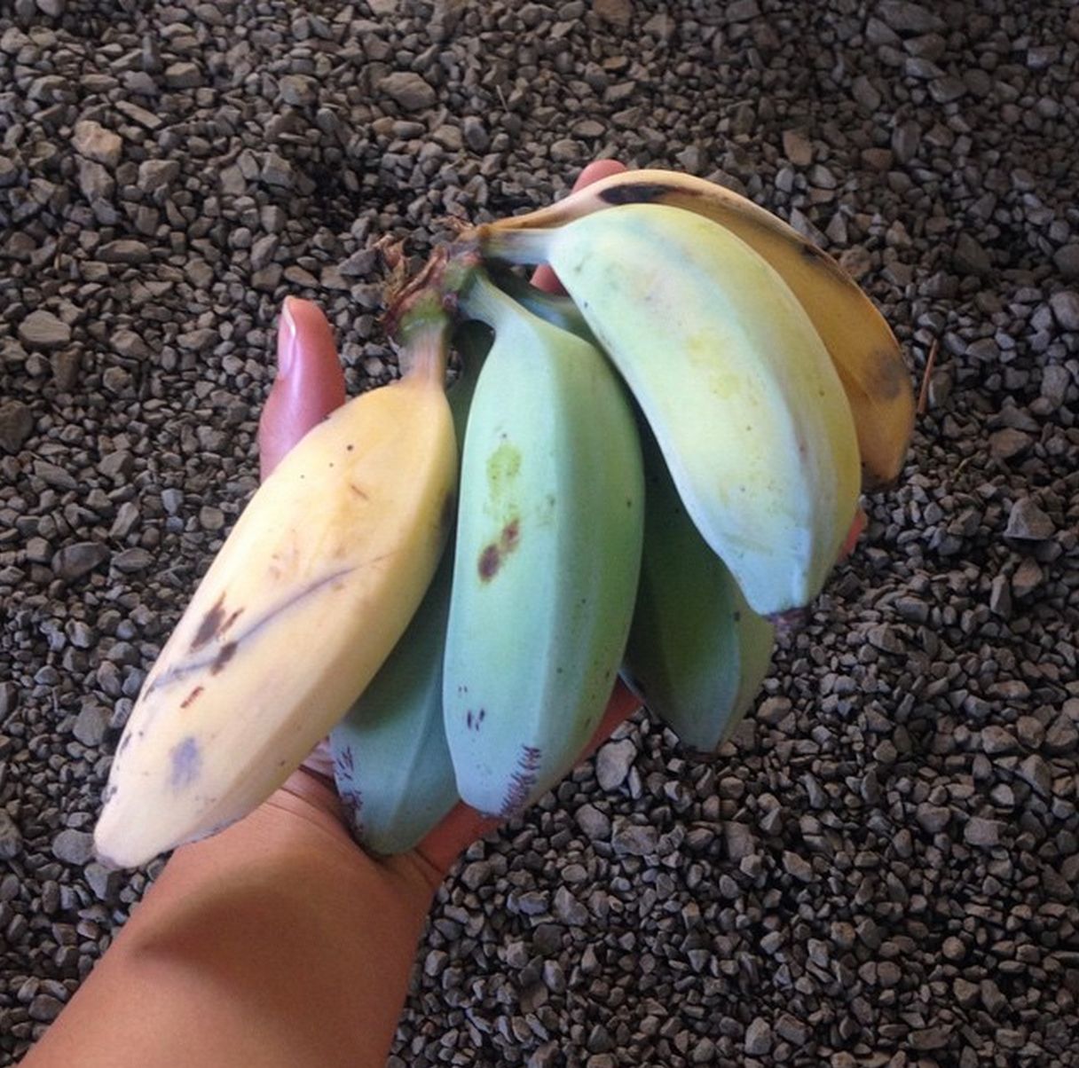blue java bananas for sale