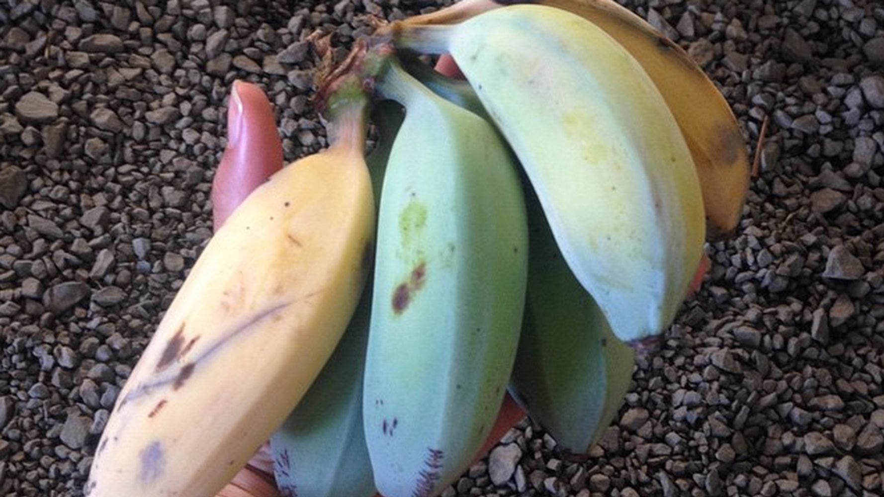 Apparently Everyone Is Planting Blue Java Bananas Because They Taste Like  Ice Cream