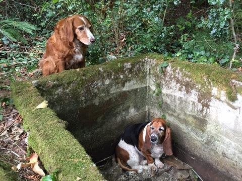 Tillie, a setter mix, guarded her "best friend" Phoebe the basset hound for days before rescuers found the lost dogs.