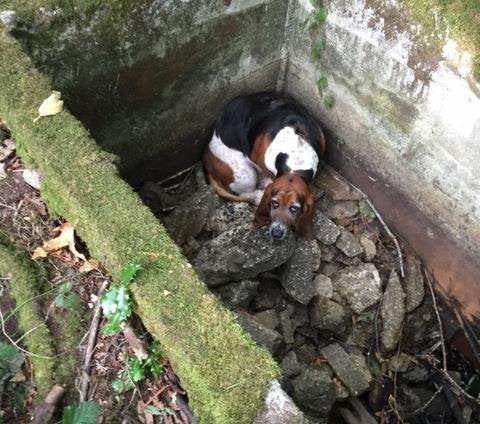 Phoebe, inside the cistern before rescuers helped her out.