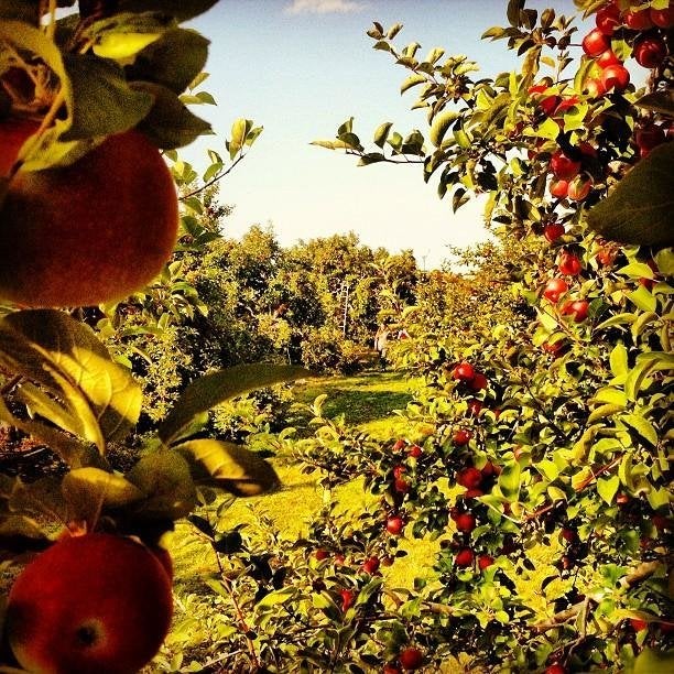 Honey Pot Hill Orchards in Stow, Massachusetts