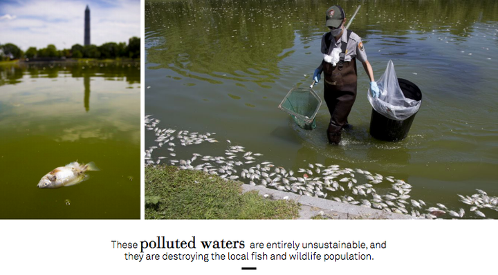 Dead bluegills are seen floating on the surface of a pond in Constitution Gardens, following a die-off in 2013. Officials cited changing temperatures and elevated levels of algae as likely culprits.