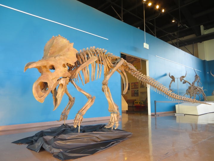 The dinosaur skeleton stands about 4 feet tall and 11 feet long.