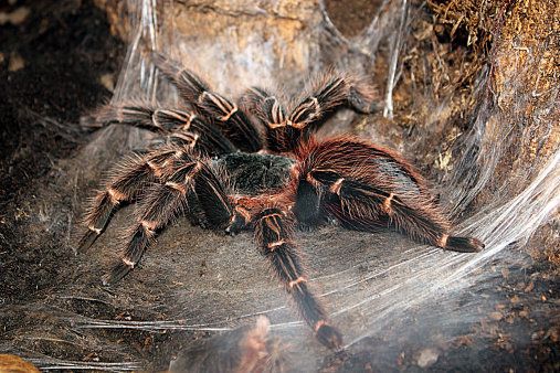 Brown Recluse bites Novinger-area woman