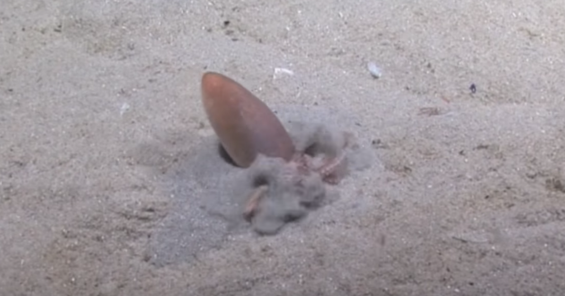 Clever Octopus Vanishes Into Homemade Quicksand HuffPost