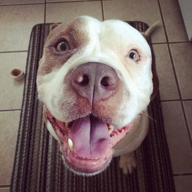 This Landlord Will Only Rent To Tenants Who Have Pit Bulls