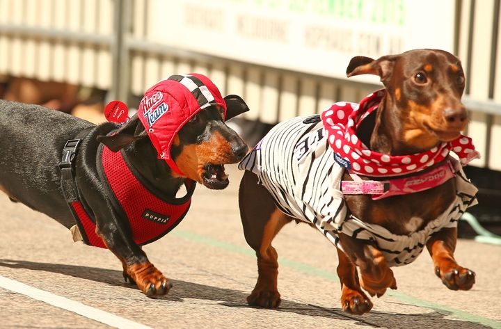 Cooper, dressed as a racing car driver chases a competitor as he competes in the Hophaus Southgate Inaugural Dachshund Running of the Wieners Race on September 19, 2015 in Melbourne, Australia.