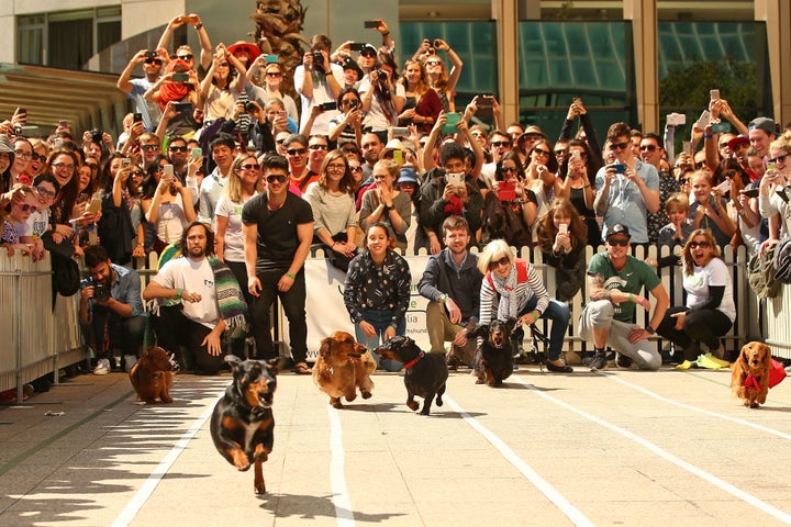 A large crowd watches as dachshunds compete.