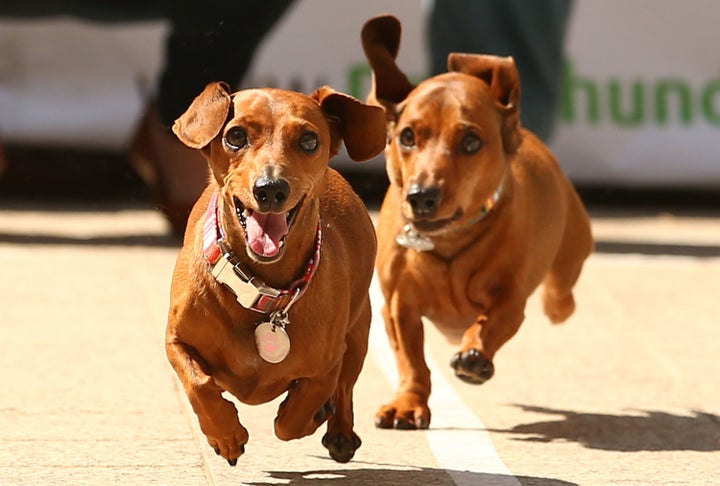 Mini dachshunds run as they compete in the Hophaus Southgate Inaugural Dachshund Running of the Wieners Race.