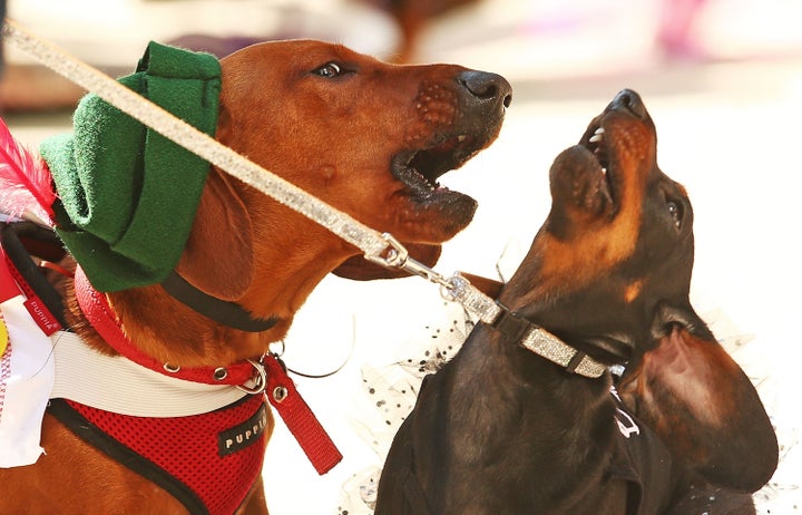 Bangers the mini dachshund barks at a competitor. 