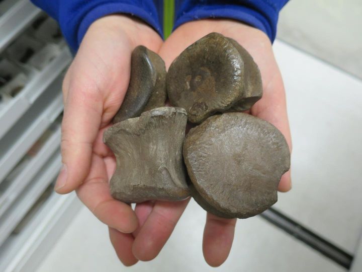 A handful of dinosaur bones found at the Liscomb Bone Bed on the Colville River, northern Alaska.