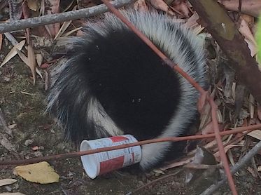 A skunk with its head stuck inside a Yoplait yogurt cup.