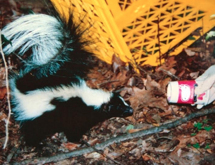 A skunk moments after being freed from a Yoplait yogurt cup. 