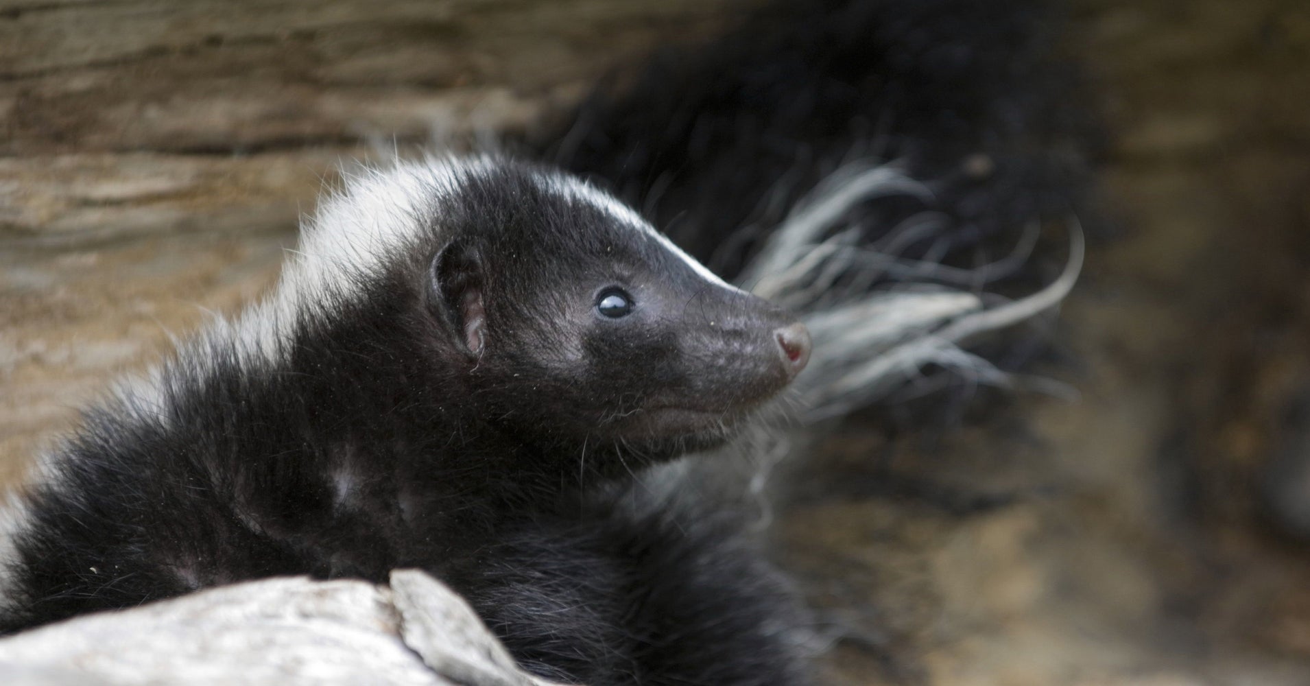 Yoplait Yogurt Cups Have Been Killing Small Animals For Years HuffPost