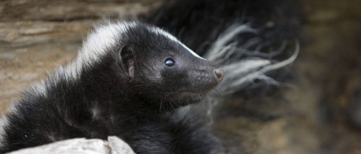 Skunks are the animals primarily affected by the design of Yoplait yogurt cups.