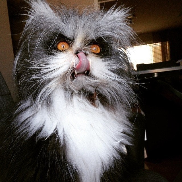 how to murder your life cat how to murder your life cat