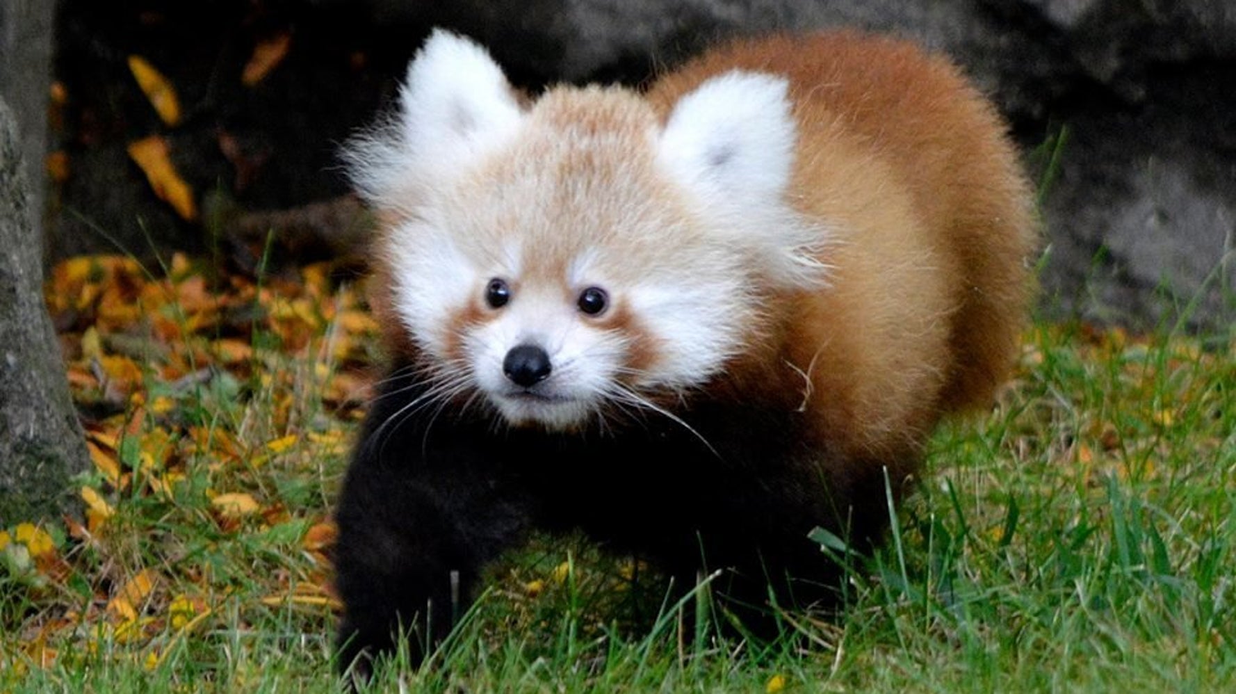 Meet Tofu The Baby Red Panda Who Is The Cutest Little Nugget On Earth Huffpost