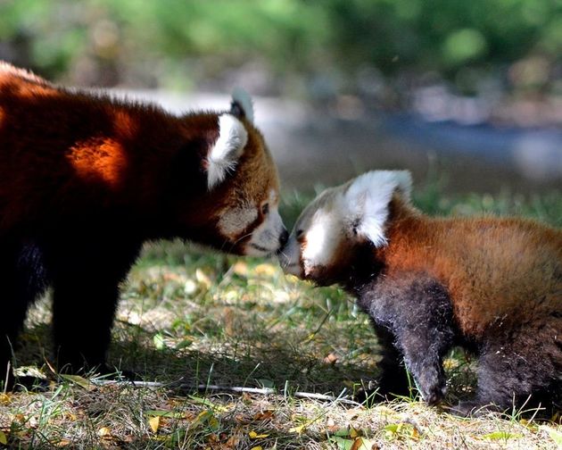 Meet Tofu The Baby Red Panda Who Is The Cutest Little Nugget On Earth Huffpost