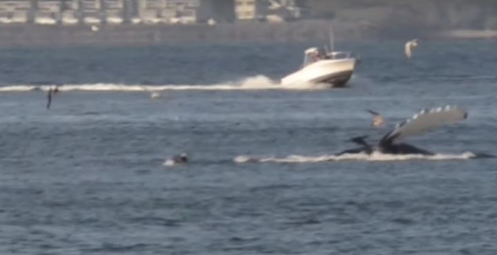 This screenshot from YouTube shows a humpback whale in the Columbia River earlier this week.