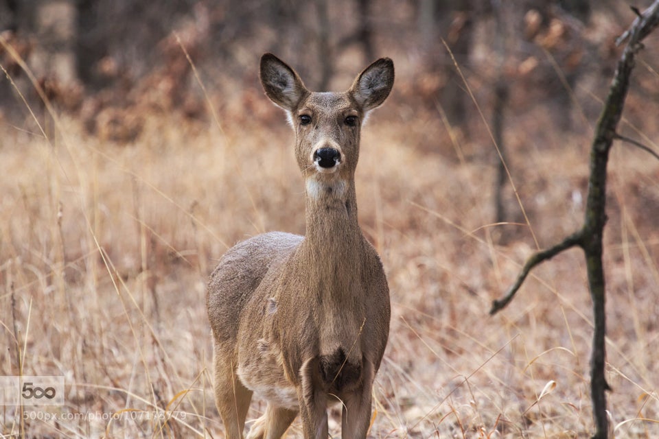 White-tailed Deer