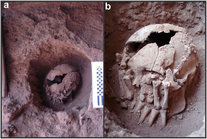 Researchers say this 9,000-year-old skull found in Brazil might be evidence of the oldest ritual decapitation in the Americas.