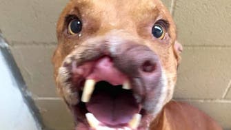 Dog With Nose Torn Off Dog With Nose Torn Off