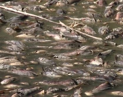 California Lake Dries Up Overnight, Leaving Thousands Of Dead Fish ...