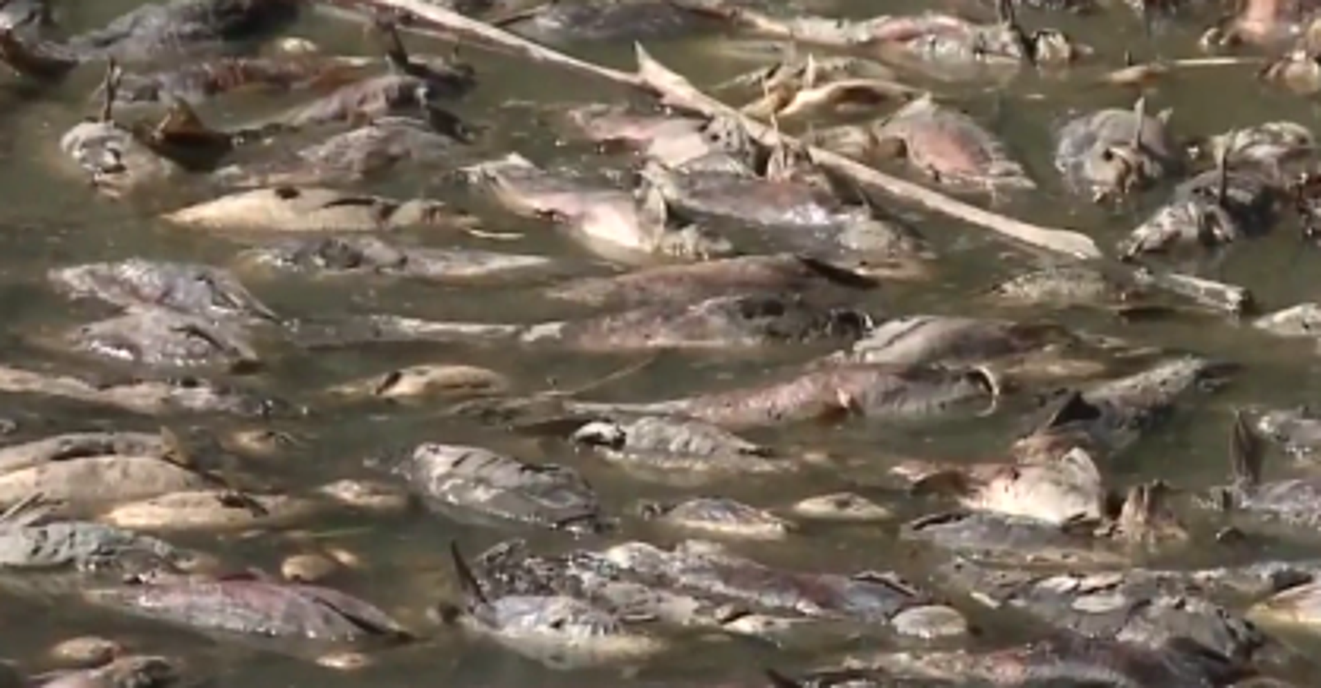 California Lake Dries Up Overnight, Leaving Thousands Of Dead Fish