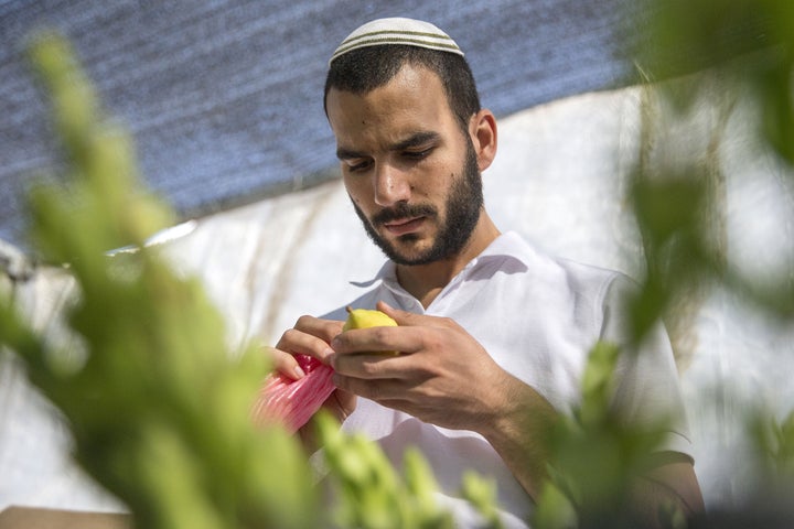 A Jewish man inspects a citron (or 'Etrog' in Hebrew), one of four plant species to be used during the celebration of Sukkot, the feast of the Tabernacles, in the Israeli Mediterranean coastal city of Netanya on September 25, 2015. 