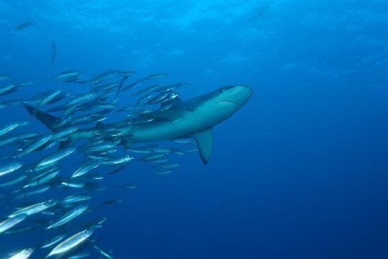 The Kermadec Islands has one of the world’s last unfished populations of Galapagos sharks.