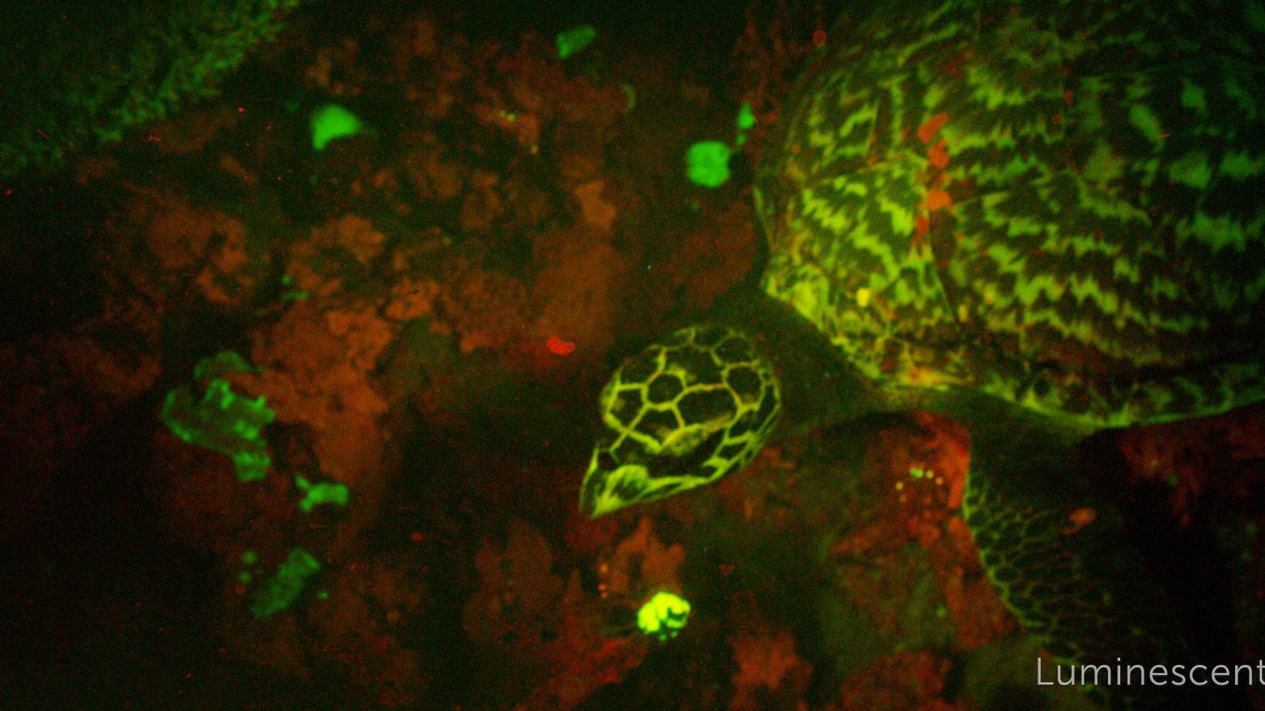 Scientists Discover 'Glowing' Sea Turtle