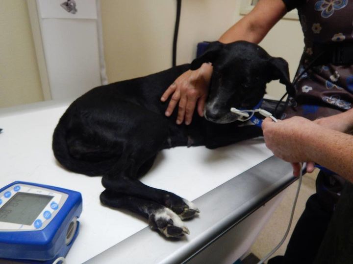 A dog being treated for smoke inhalation. Zindler wrote on Facebok that as she carried the pup into the clinic, she could "feel her lungs crackling." The dog is now at the Sonoma County animal shelter. (Facebook/The Secret Life Of Dog Catchers) 
