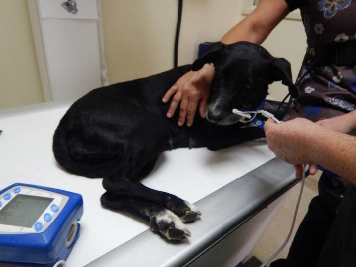 A dog being treated for smoke inhalation. Zindler wrote on Facebok that as she carried the pup into the clinic, she coul