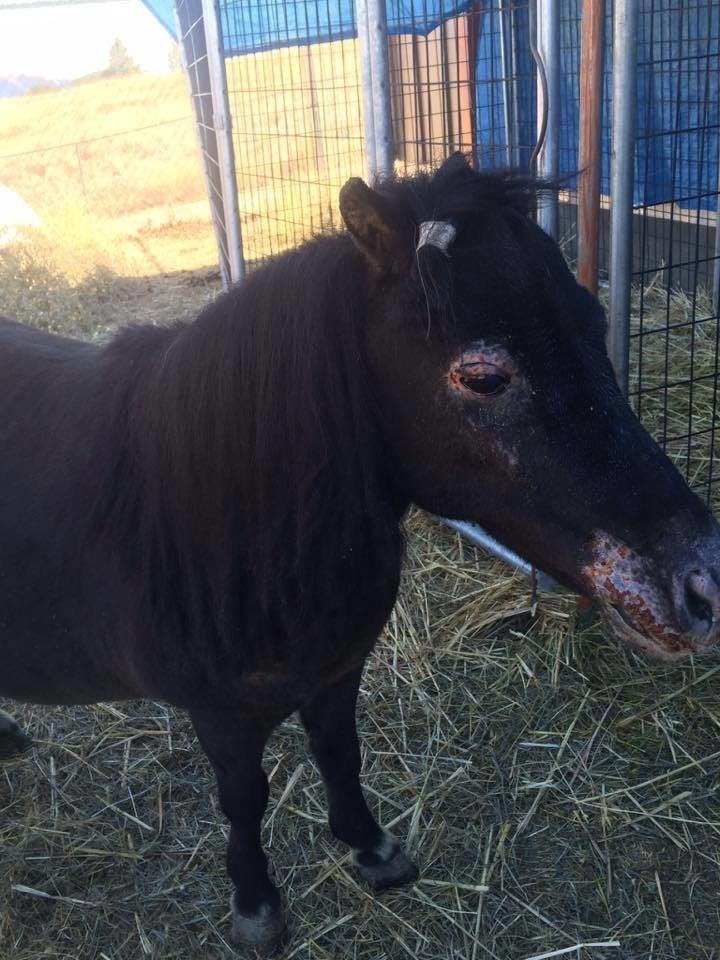 A miniature horse recovering from burns. (<a href="https://www.facebook.com/TheSecretLifeOfDogCatchers/">Facebook/The S