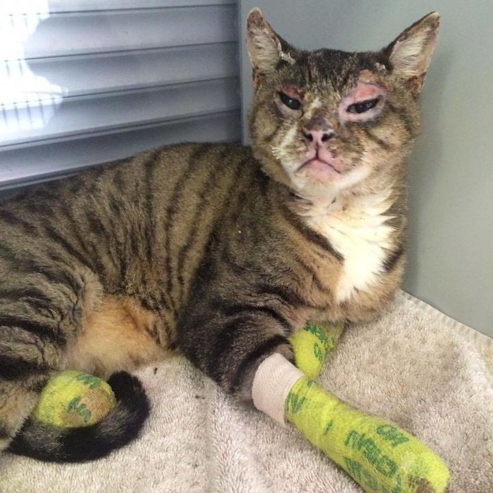 One of the cats that Zindler pulled from the rubble. He's in recovery and is doing "much better," she said. (Facebook/The Secret Life Of Dog Catchers) 