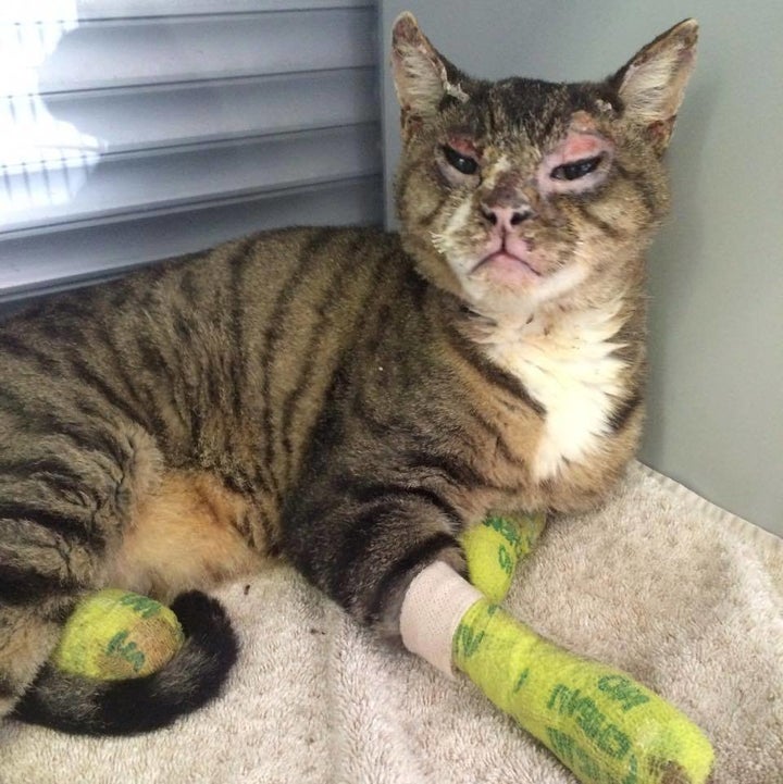 One of the cats that Zindler pulled from the rubble. He's in recovery and is doing "much better," she said. (<a href="https:/