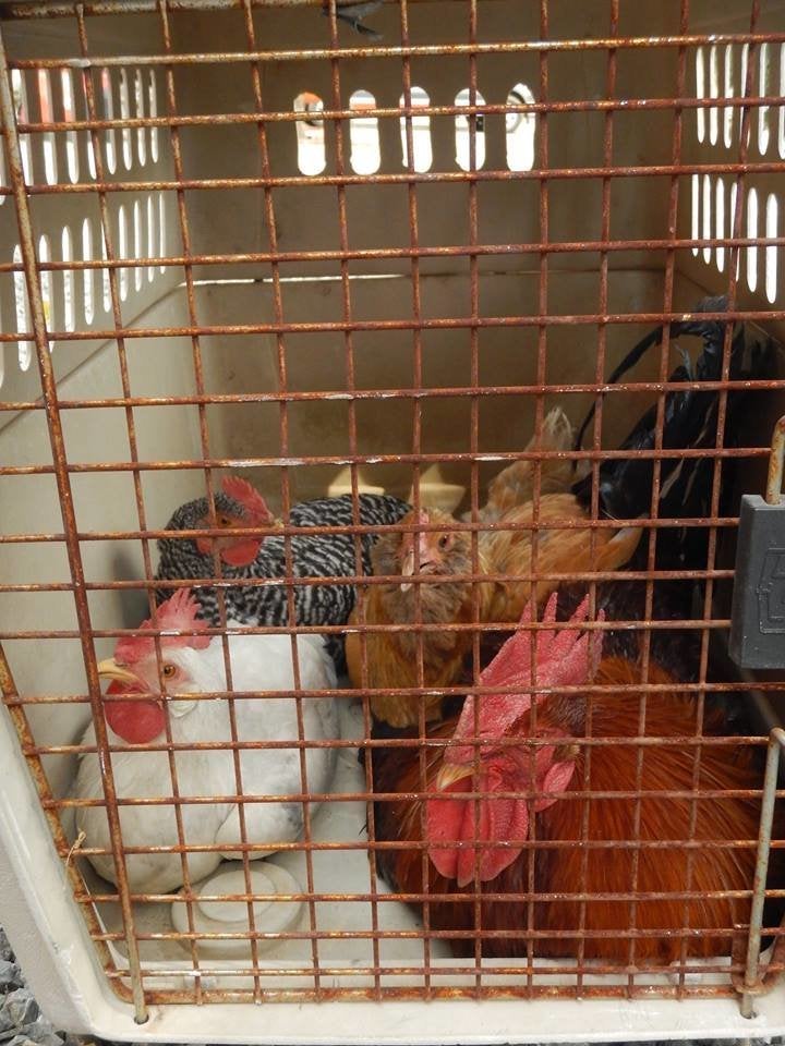 Ambulance crew members who were treating humans also rescued this group of chickens. (<a href="https://www.facebook.com