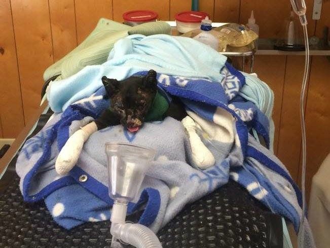 This cat at Lake County Animal Care and Control is recovering and doing well. (Facebook/The Secret Life Of Dog Catchers) 