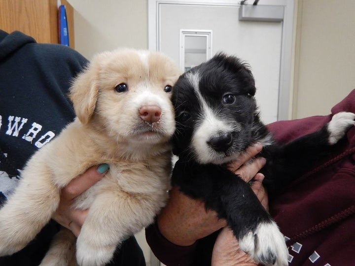 Two puppies getting an exam after evacuation. (<a href="https://www.facebook.com/TheSecretLifeOfDogCatchers/">Facebook/