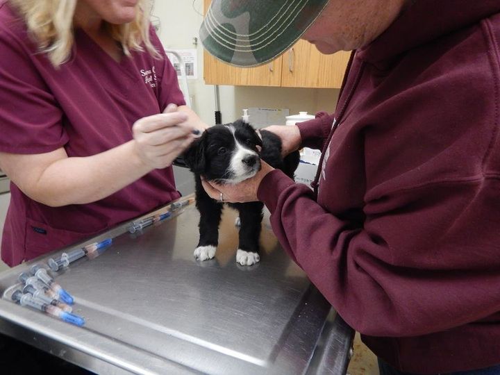 A puppy receiving an exam after being evacuated. (Facebook/The Secret Life Of Dog Catchers) 