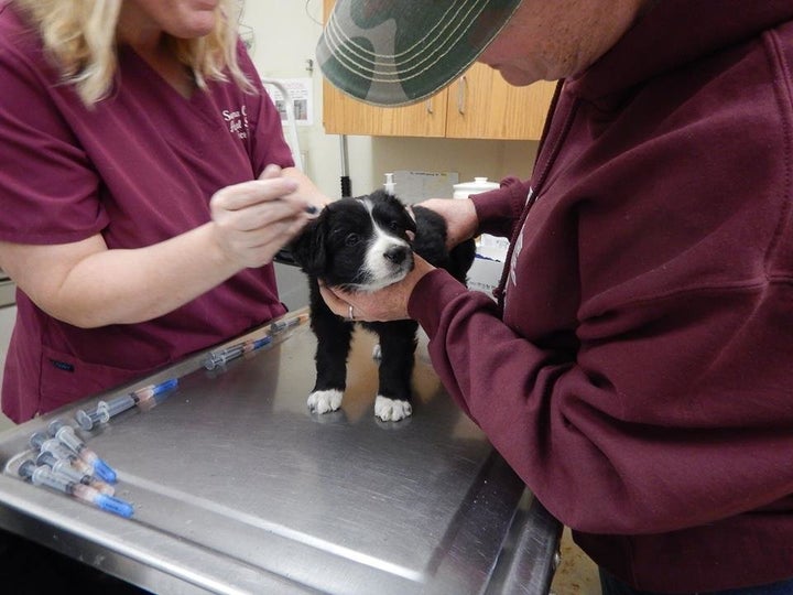 A puppy receiving an exam after being evacuated. (<a href="https://www.facebook.com/TheSecretLifeOfDogCatchers/">Facebo