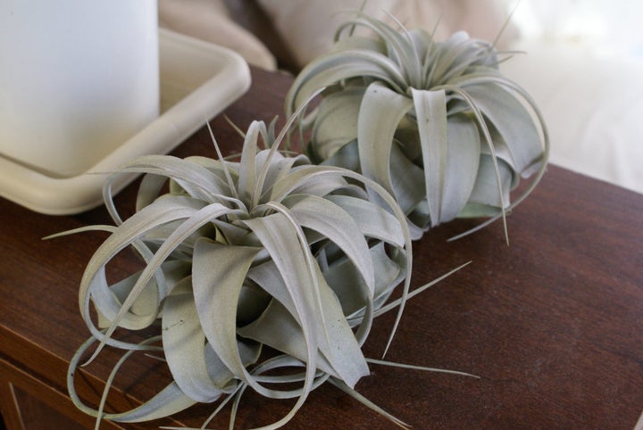 An example of tillandsia.