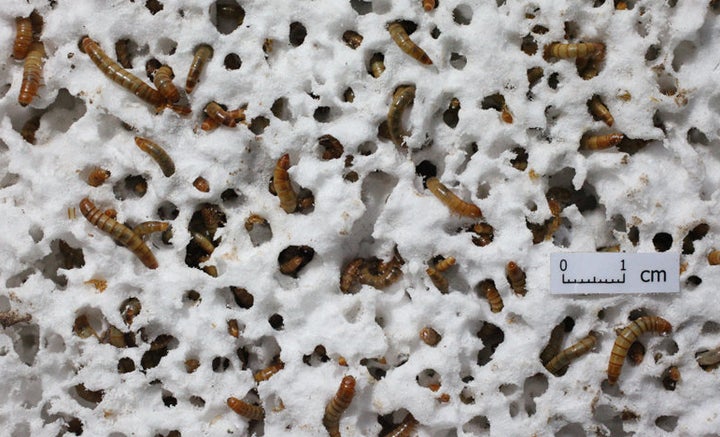 Mealworms munch on Styrofoam.