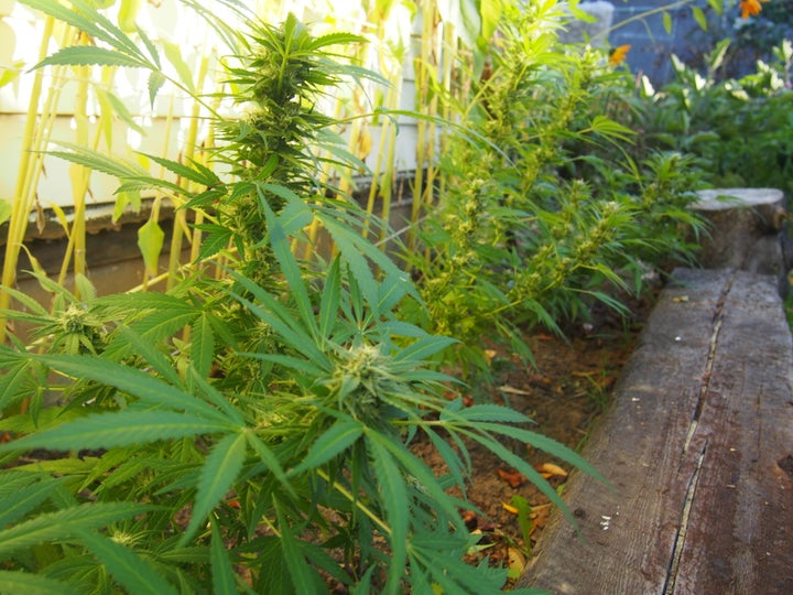 Marijuana plants grow outside a home where industry professionals and parents party celebrate the end of prohibition on Oct. 1, 2015.