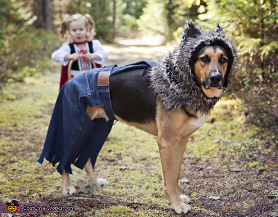 And this dog as a football player.  Dog football, Dog halloween costumes,  Funny animal videos