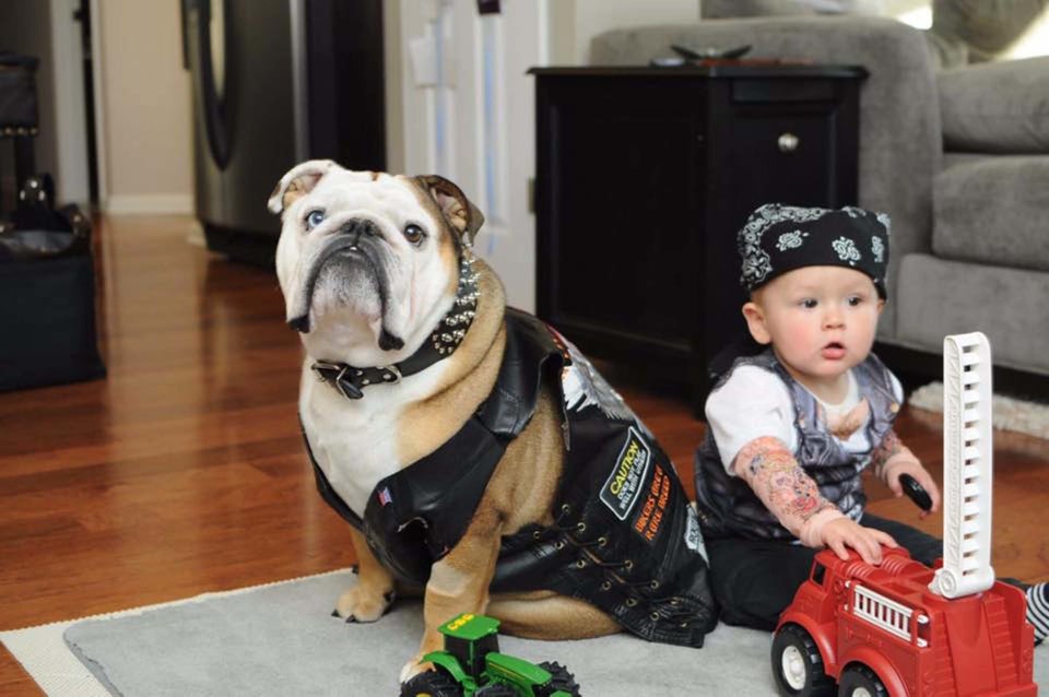 Baby and top dog halloween costumes