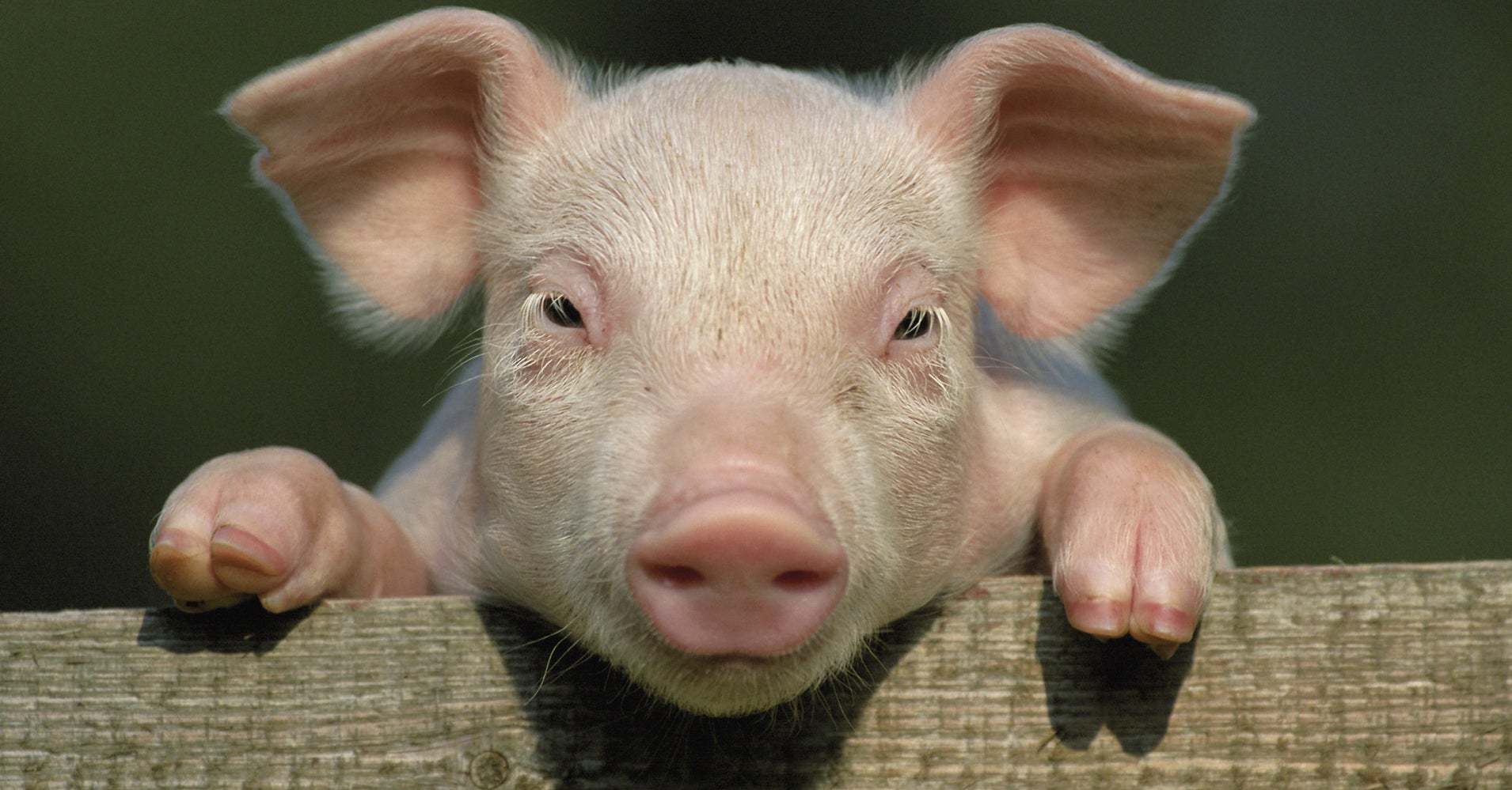 China Is Genetically Engineering Mini Pigs To Sell As Pets Huffpost