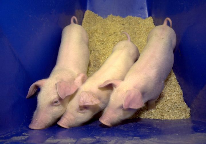In 2005, the University of Georgia in Athens, Georgia, and ProLinia Inc. produced healthy cloned piglets (shown above) from the skin cells of a commercial hog.