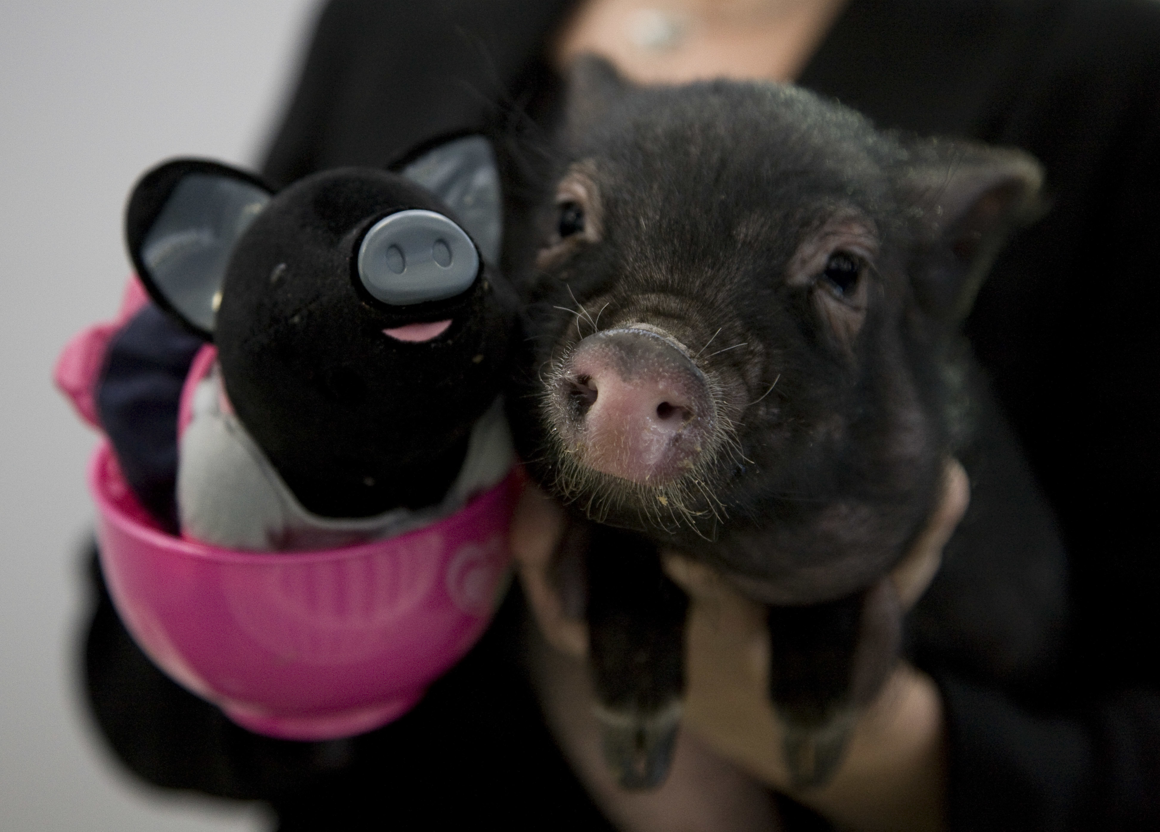 teacup pigs for sale