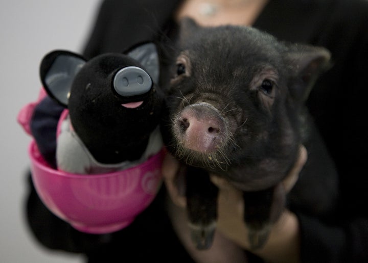 BGI's genetically engineered pigs are not to be confused with teacup pigs (pictured above, on the right), which, according to The Dodo, are actually stunted potbellied pigs.